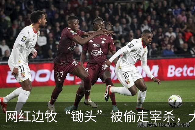 网红边牧“锄头”被偷走宰杀，犬主最新回应：双方已和解，对方赔偿30万元，将全部捐给宠物救助机构